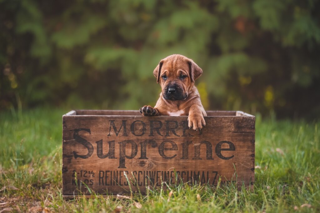 4 características do cachorro da raça tosa inu 