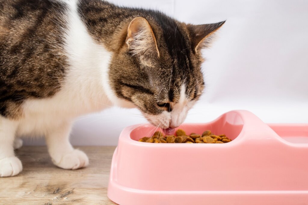 Gato com pelagem branca e marrom comendo ração em pote rosa