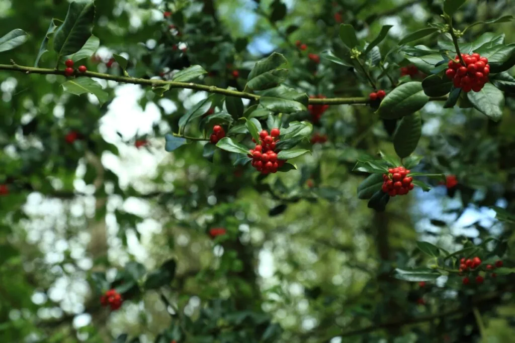 Azevinhos pendurados em uma árvore 