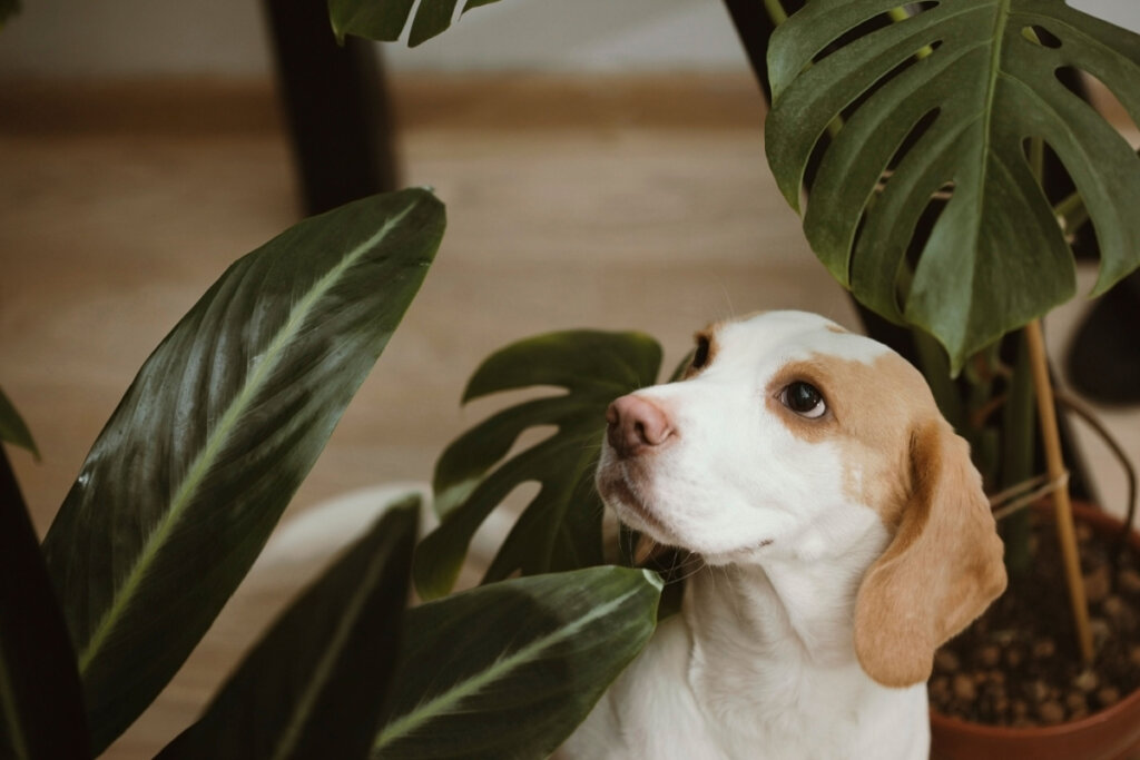 Cachorro branco e amarelo entre plantas verdes