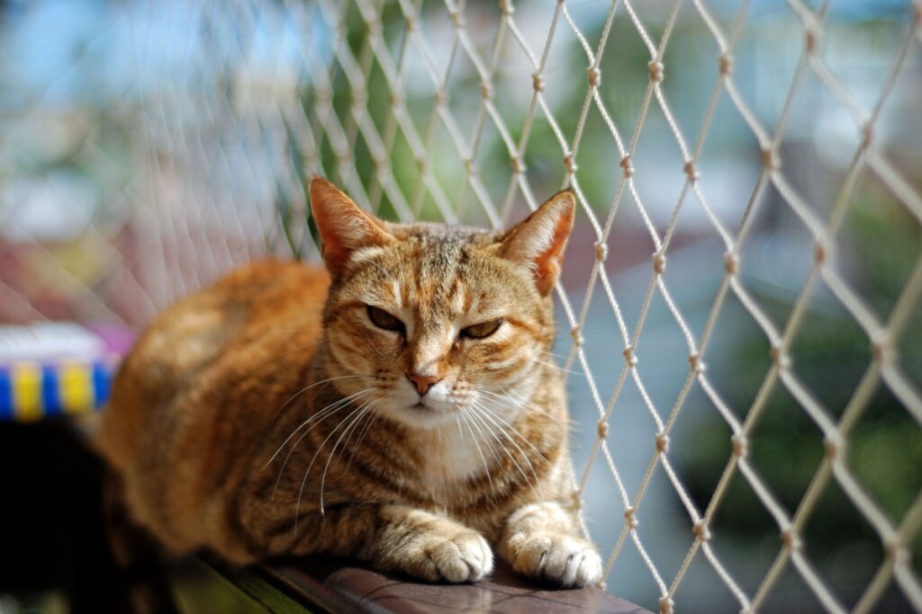 Gato sentado no batente da janela com tela de proteção