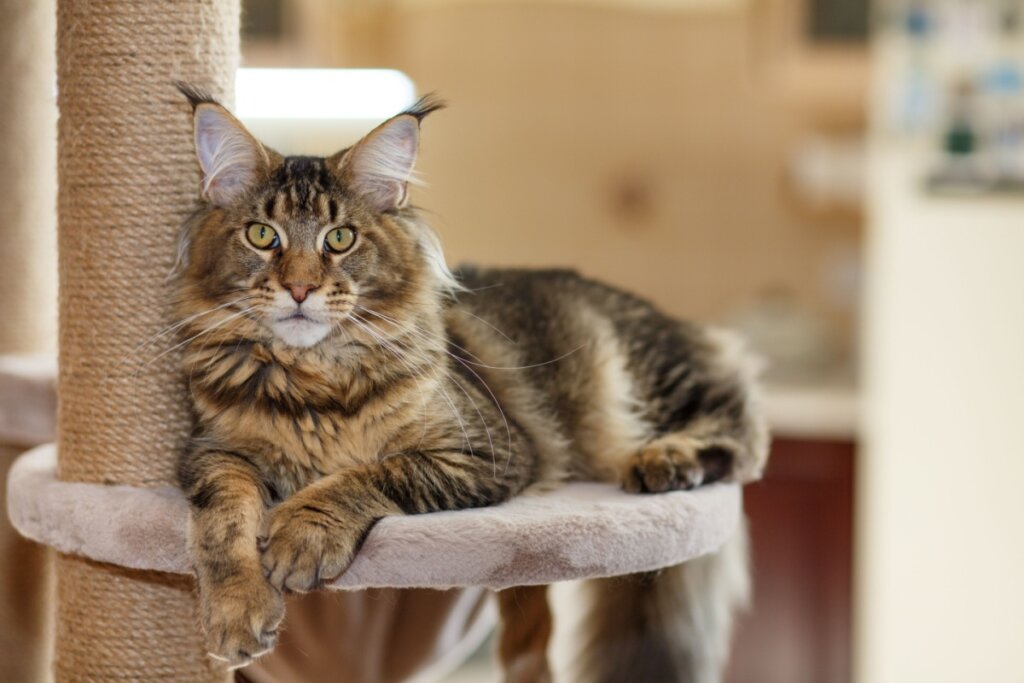 Gato da raça maine coon deitado em um arranhador para gatos, sua pelagem é caramelo e preto