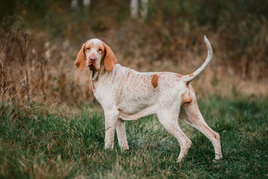 Cachorro bracco italiano com pelagem branca e marrom-claro em pé em uma floresta com grama queimada