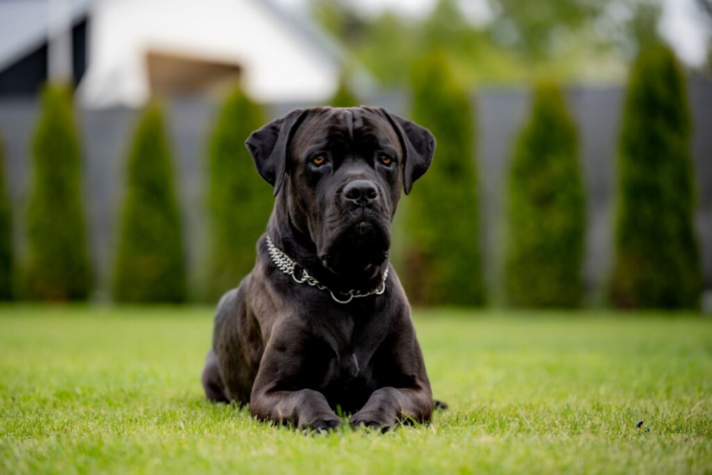 7 raças de cachorro italianas e suas principais características 