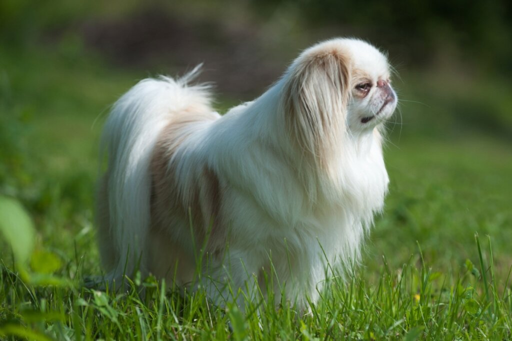 spaniel japonês, com pelagem branca e bege longa, em pé e virado de lado em uma grama verde 