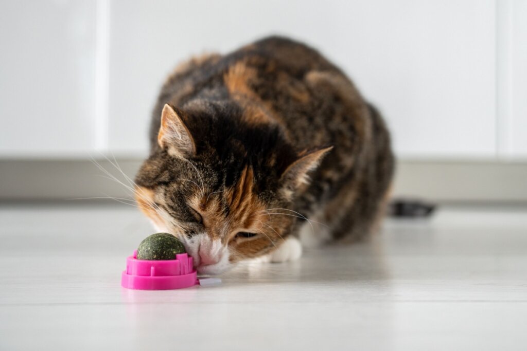 gato tricolor deitado no chão e com a boca em bolinha de catnip