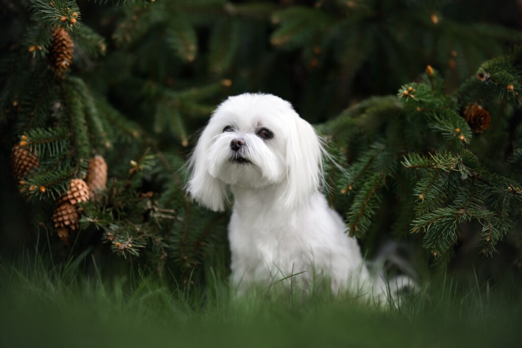 Cachorro da raça maltês sentado entre as árvores