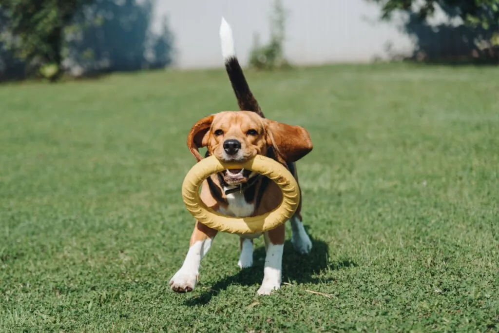 Cachorro correndo na grama e segurando um brinquedo amarelo na boca