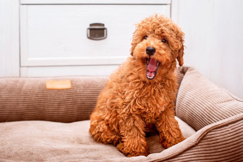 Seu cachorro gosta de latir? Veja 10 nomes perfeitos para ele 