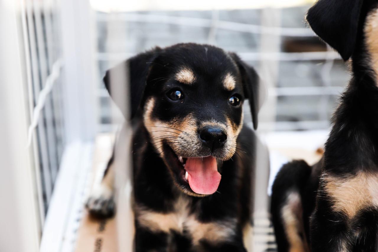 Ferraz de Vasconcelos realiza feira de adoção de cães e gatos neste fim de semana