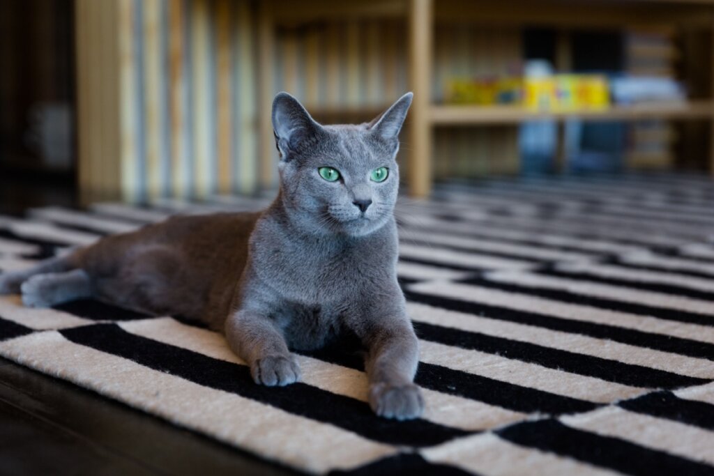 Gato cinza: 7 raças que se destacam pela cor da pelagem 