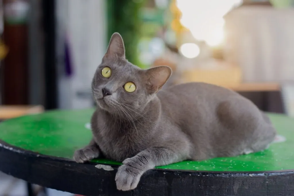 Gato korat, com pelagem cinza, deitado em uma mesa verde e preta