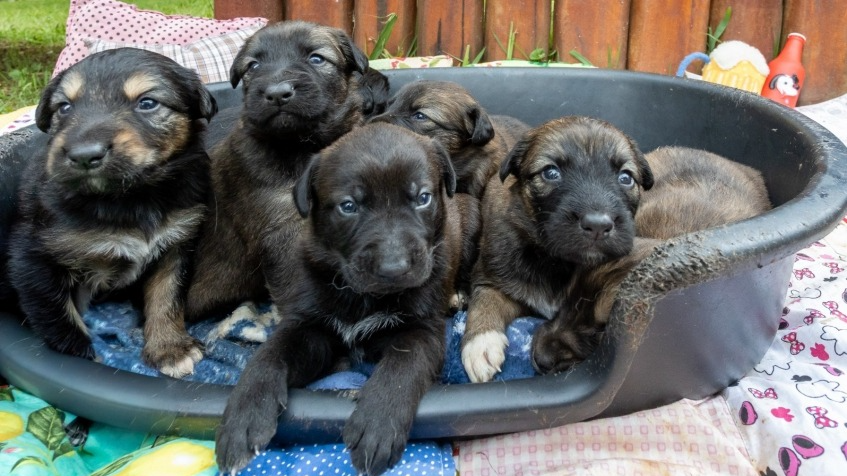 Nubea, em Mogi das Cruzes, tem filhotes de 1 mês disponíveis para adoção