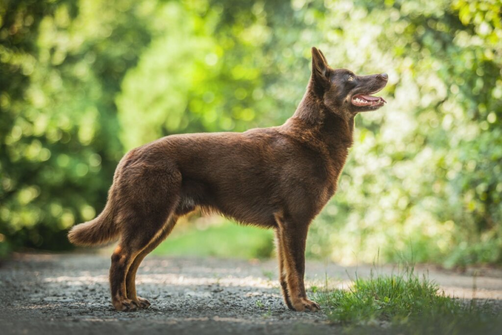 Cachorro da raça kelpie australiano marrom em pé sobre caminho ao ar livre, com vegetação verde ao fundo