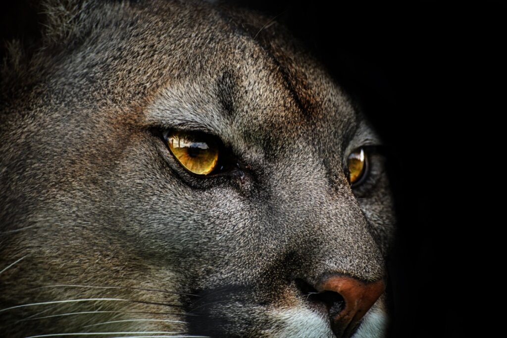 Imagem de perto dos olhos e focinho de um puma na floresta