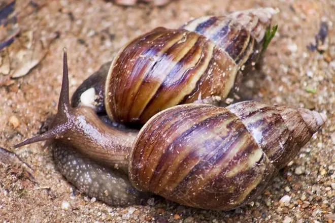 Câmara de Mogi das Cruzes aprova criação de campanha de combate a caramujos africanos