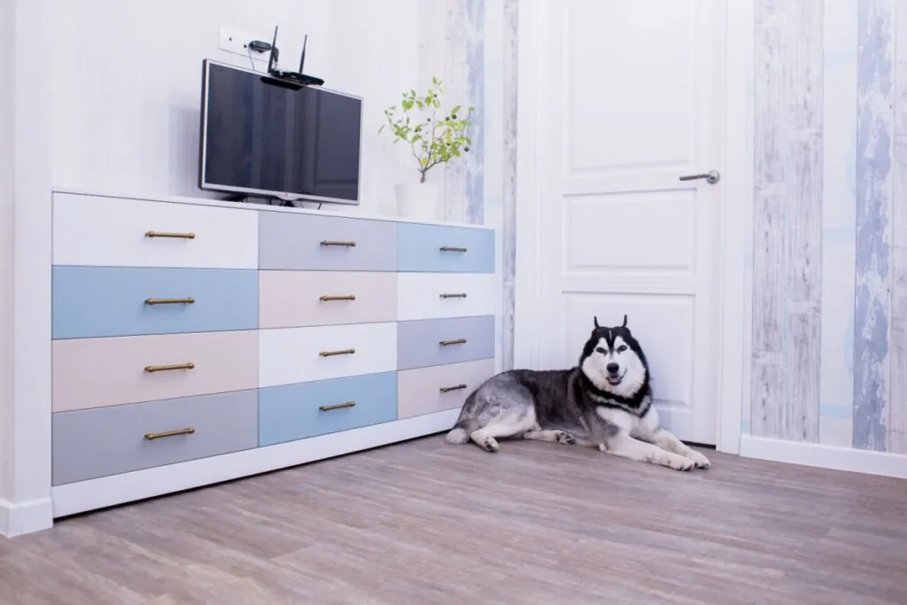 Decoração pet friendly: 5 cuidados para garantir a segurança do seu animal