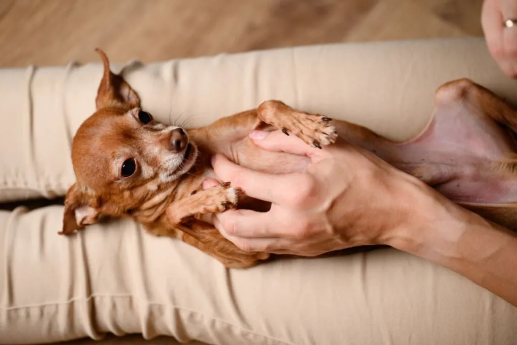 Cachorro deitado com a barriga para cima, em uma cama, com uma mão fazendo cócegas nele 