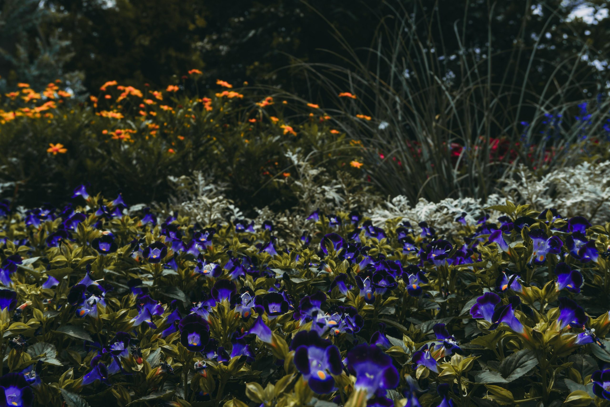 Façamos da nossa vida um jardim