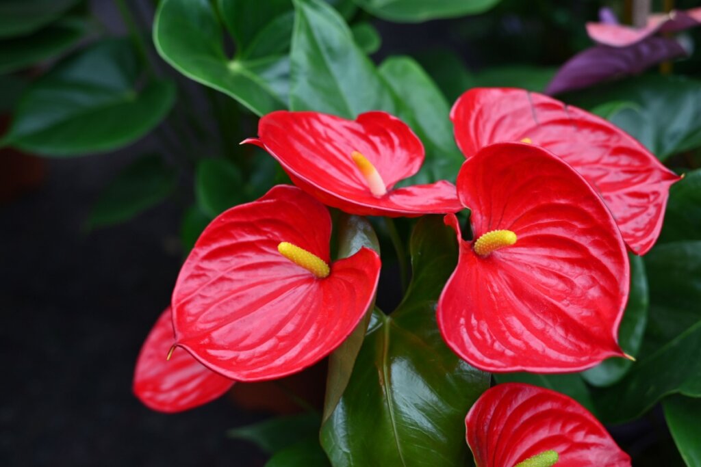 Flor antúrio com flores vermelhas, centro amarelo e folhas verdes