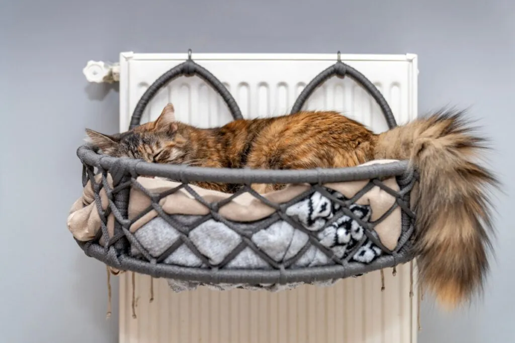 10 itens essenciais que toda casa com gato deve ter