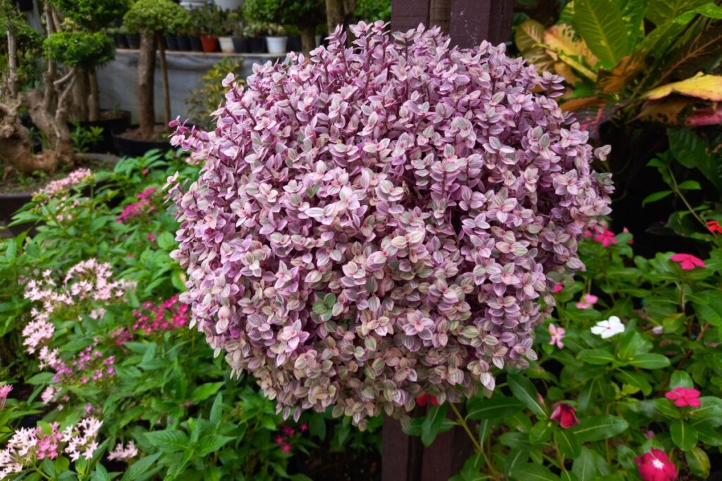 Dinheiro-em-penca com flores rosas em um jardim e ao lado de plantas verdes