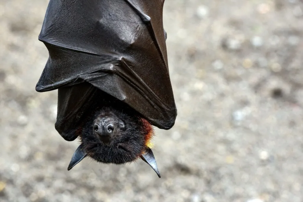 Close-up de um morcego-raposa pendurado de cabeça para baixo, com as asas membranosas de cor escura envoltas ao redor do corpo como um manto. A cabeça do morcego está visível na parte inferior, revelando uma pelagem facial preta e densa, orelhas pontiagudas e um nariz pequeno com narinas proeminentes. Ao redor do pescoço, nota-se uma pelagem em tons de ferrugem e dourado. O fundo é cinza e está desfocado.