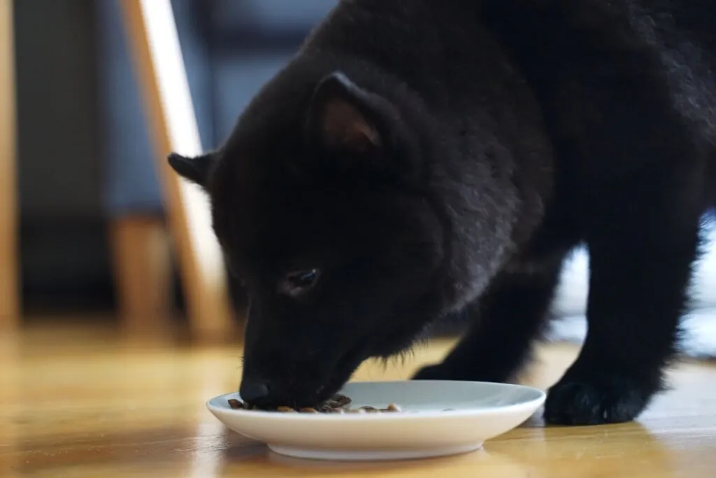 Schipperke: conheça as características do cachorro dessa raça 
