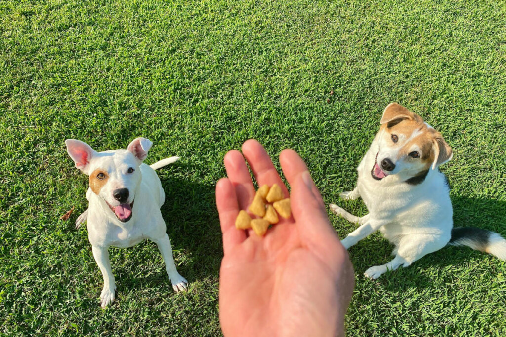 Mão humana com petiscos caninos e dois cachorros sentados na grama olhando 