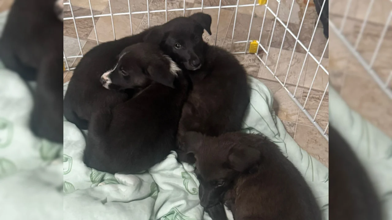 Idosa tenta abandonar filhotes na Zoonoses de Suzano e caso é registrado pela GCM