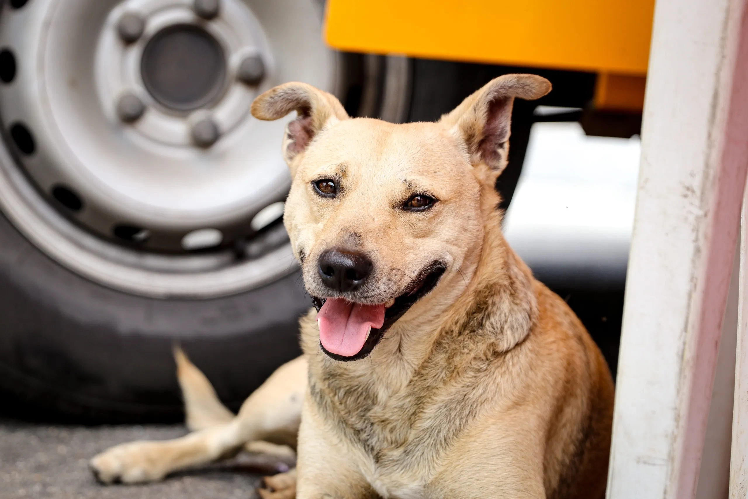 Ferraz de Vasconcelos anuncia mutirão de castração para cães e gatos nos dias 30 e 31 de maio