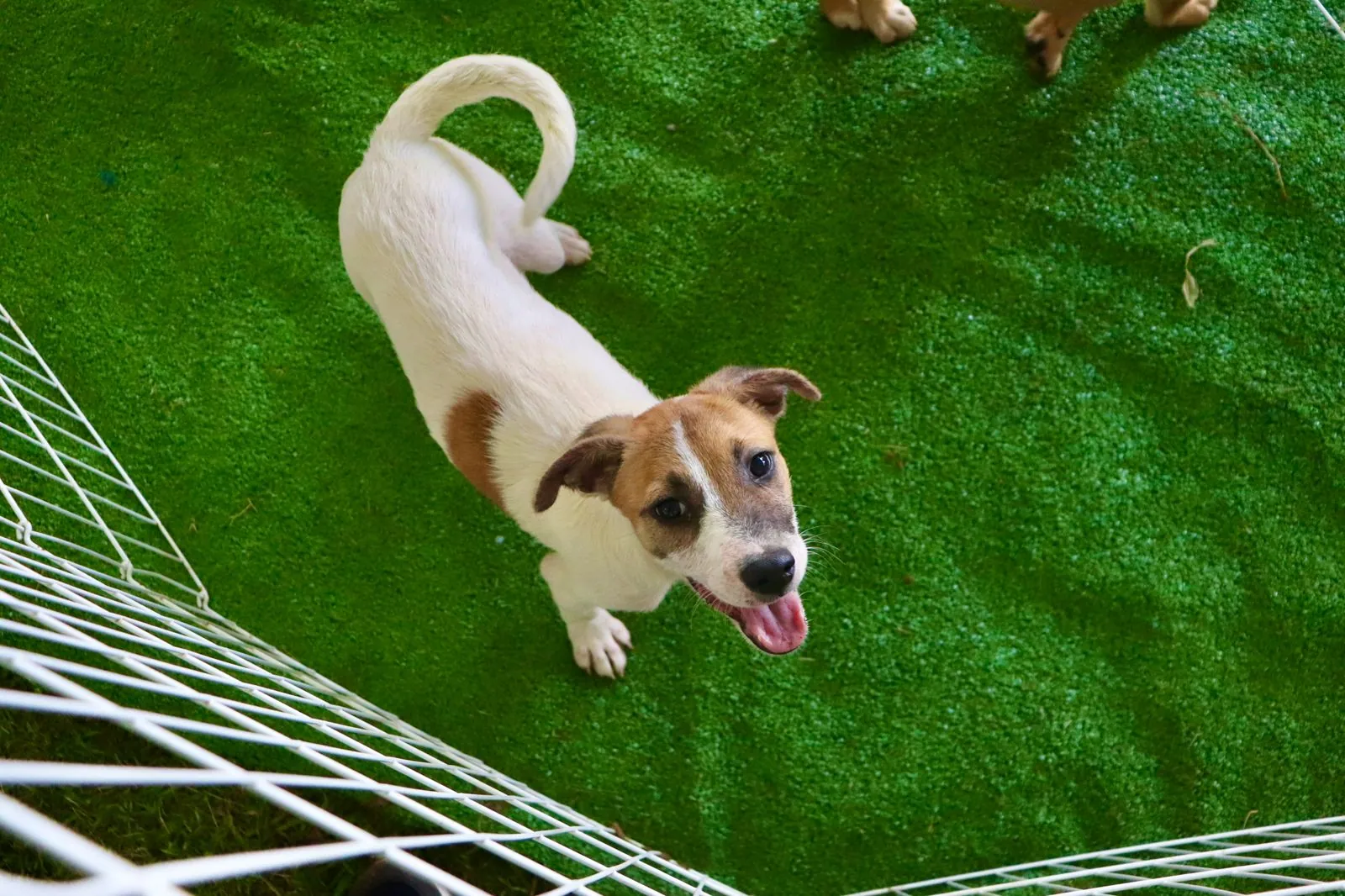 Parque Max Feffer recebe evento de adoção responsável de pets neste domingo (17)