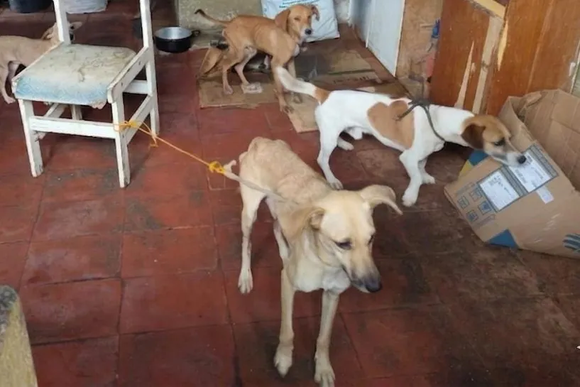Meio Ambiente de Suzano resgata 13 cães em situação de maus-tratos no Jd. Amazonas