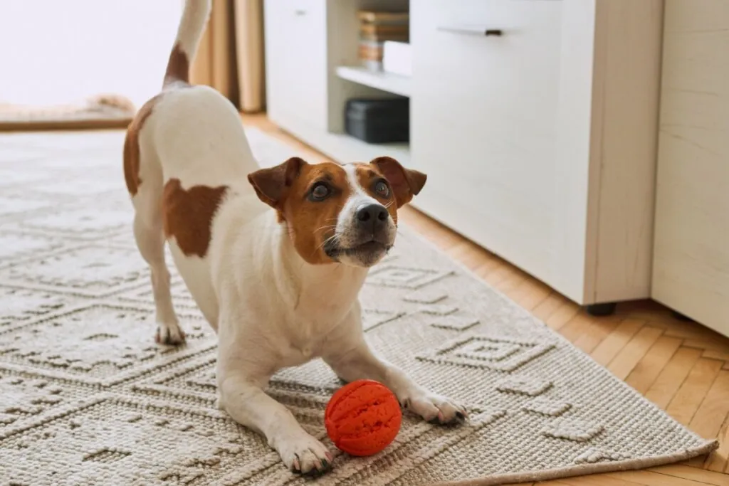 Como os cachorros enxergam? 7 curiosidades sobre a visão deles 