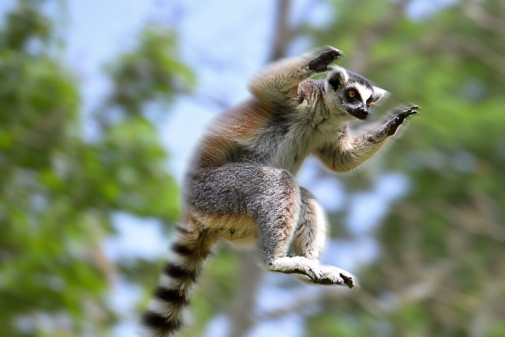 Lêmure: 7 curiosidades sobre esse primata de Madagascar 