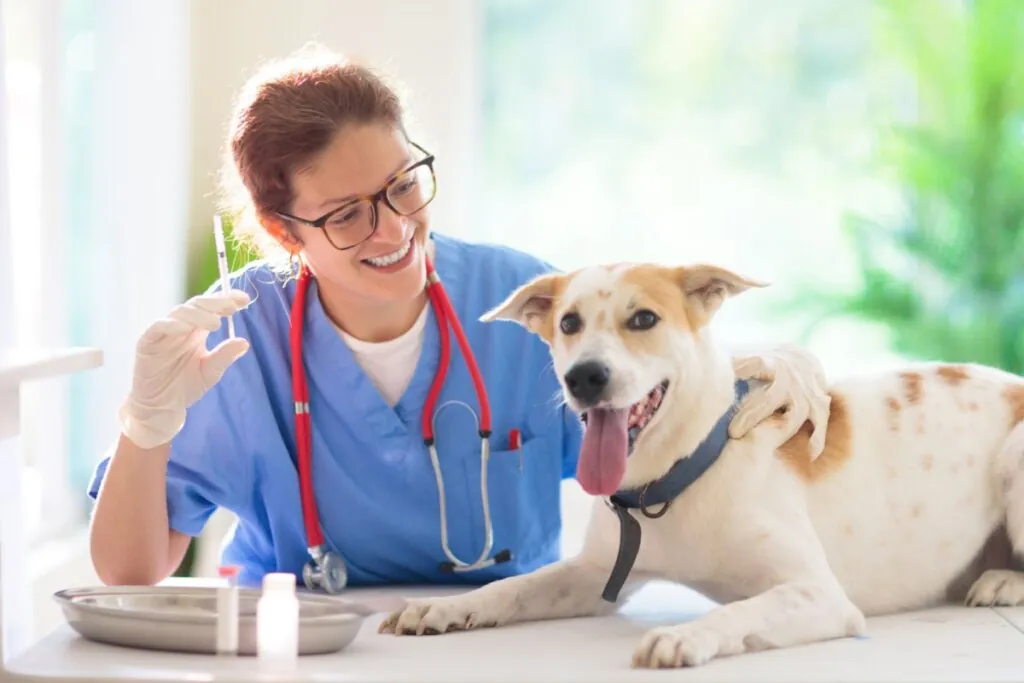Gripe em cachorro: veja os sintomas e as formas de prevenção