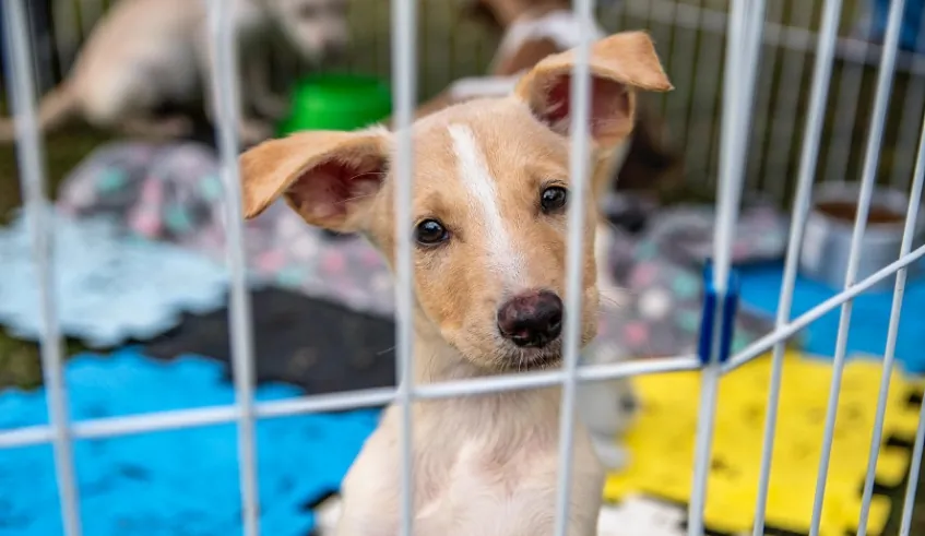 Nubea de Mogi das Cruzes realiza feira de adoção de cães e gatos neste domingo (21)