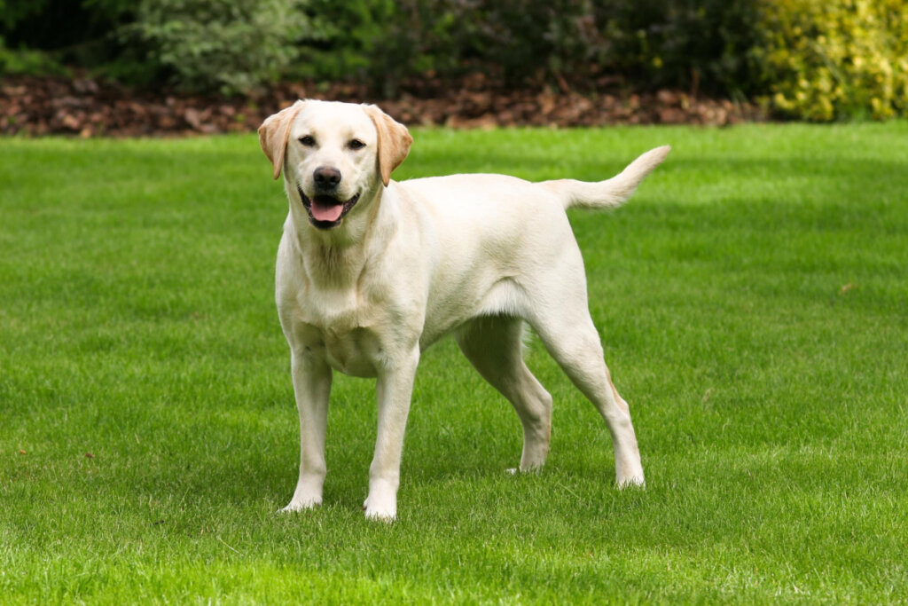 Labrador retriever na grama verde 