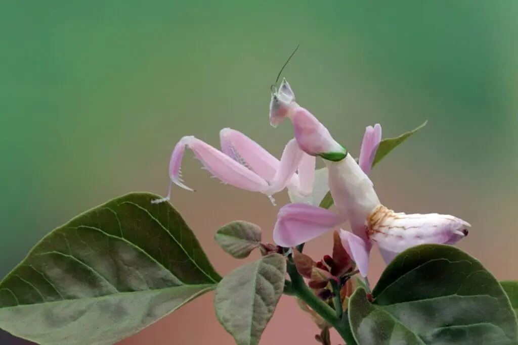 Um louva-a-deus orquídea rosa-claro está empoleirado no topo de folhas de plantas verdes, com as pernas dianteiras levantadas. O inseto é de cor rosa vibrante e branco, com o corpo de formato irregular e olhos esbugalhados. O fundo é um verde suave desfocado.