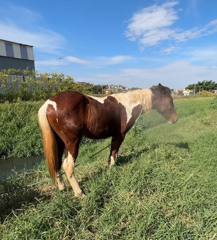 Cavalos com sinais de maus-tratos são resgatados em Suzano