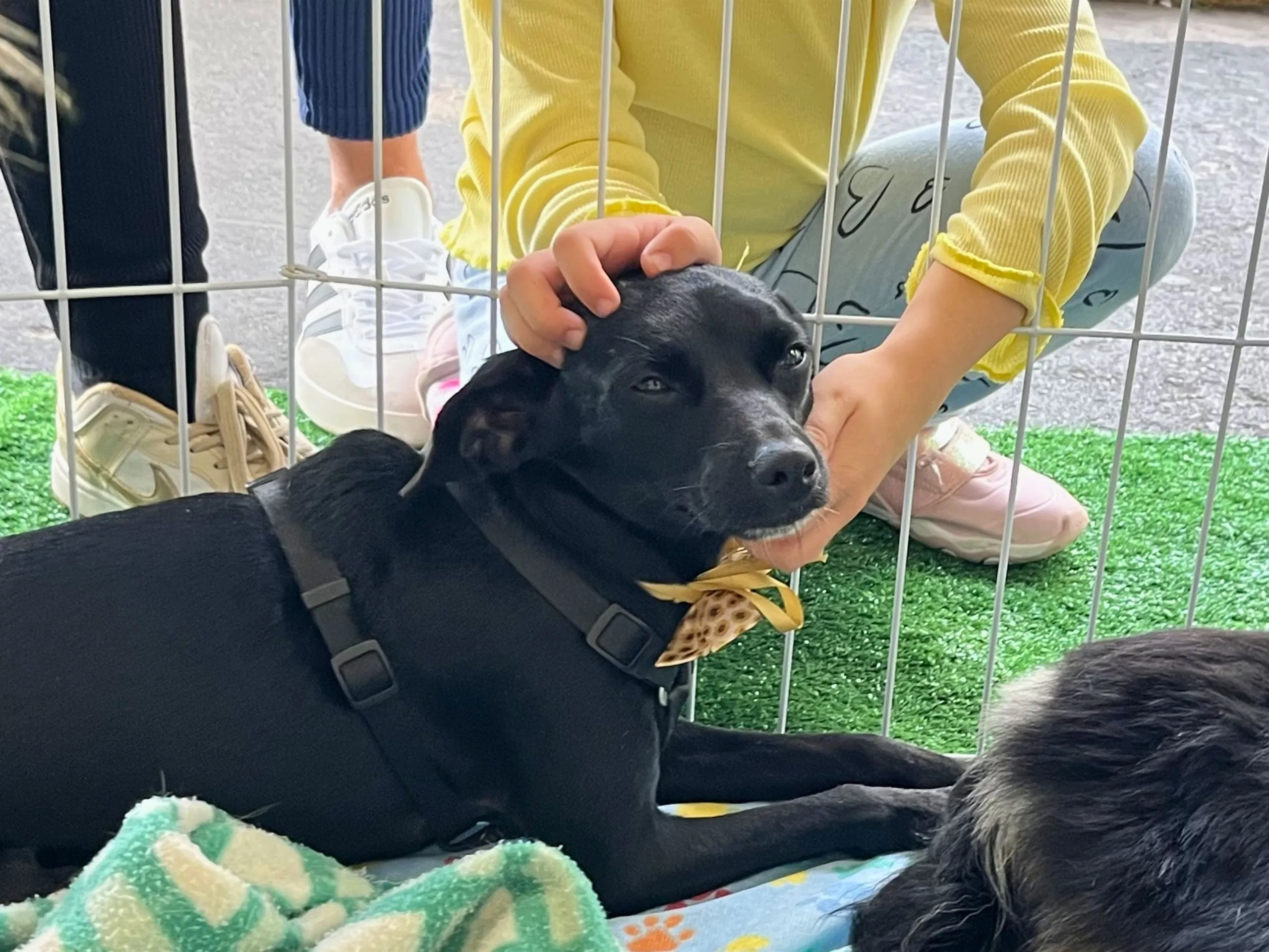 Mogi das Cruzes realiza evento de adoção de pets neste sábado (27)
