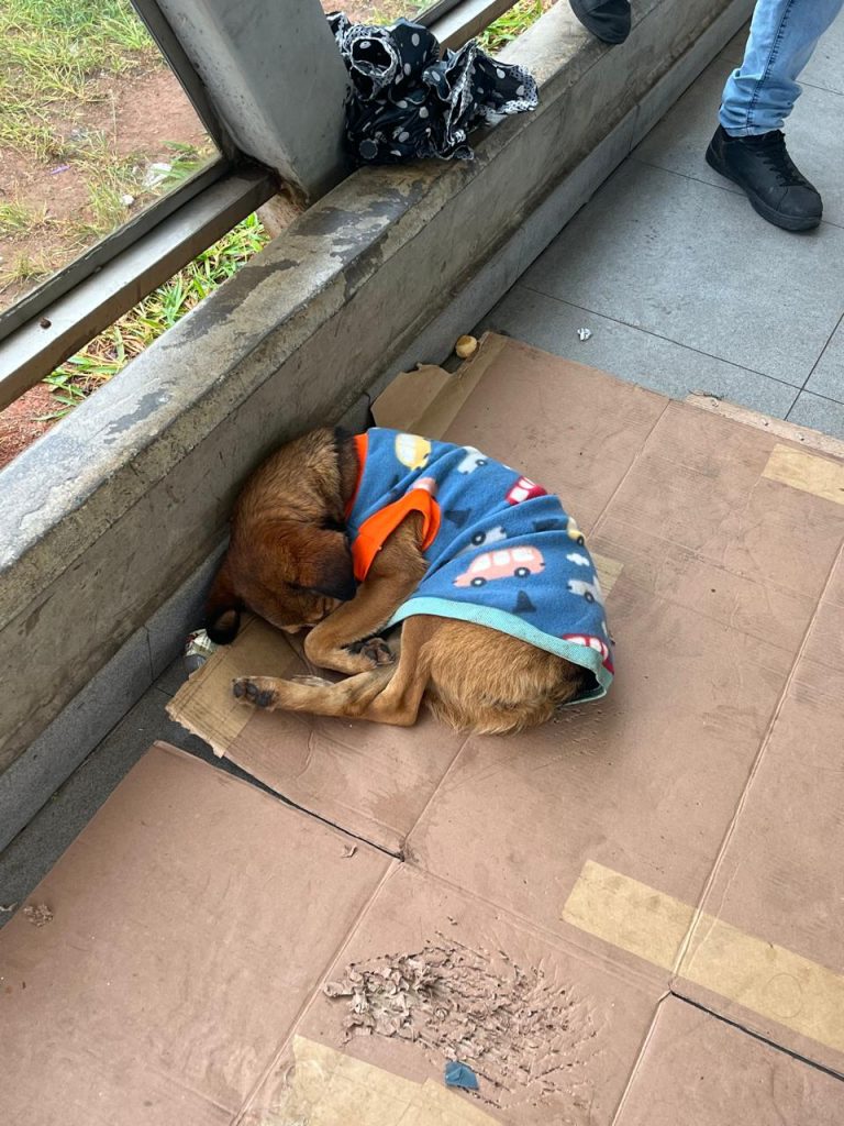 Grupo de voluntários se uniu para ajudar cães que vivem nas proximidades da Estação Suzano | Foto: Acervo pessoal