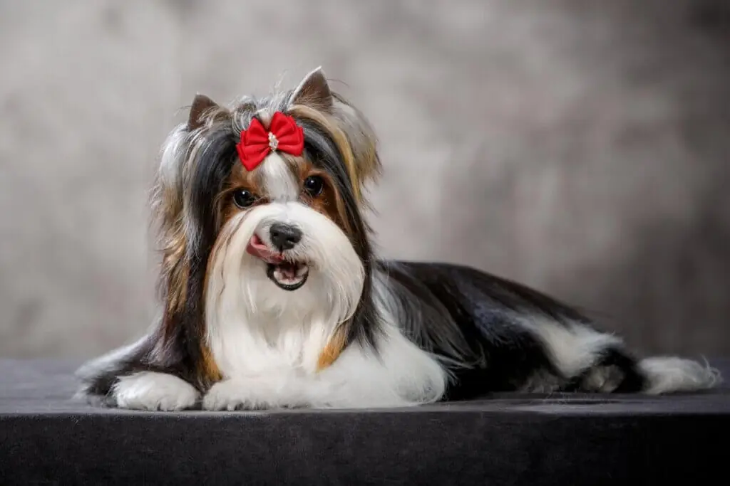 Biewer terrier: conheça as características do cachorro dessa raça 