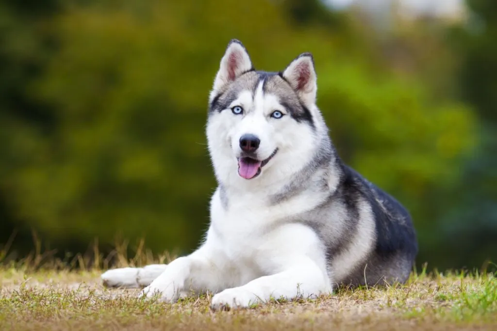 Cachorros da Rússia: 6 raças originárias do país
