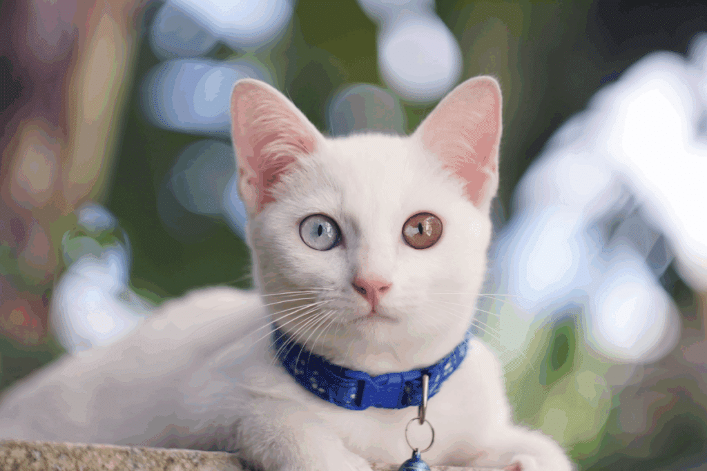Um gato branco de pelo curto, usando uma coleira azul, com olhos de cores diferentes (heterocromia), sendo um azul e outro castanho.