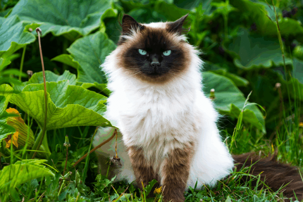 Gato Himalaio peludo sentado ao ar livre cercado por grandes folhas verdes. Ele possui olhos azuis marcantes, pelagem branca e felpuda no corpo e o rosto e patas pretos.