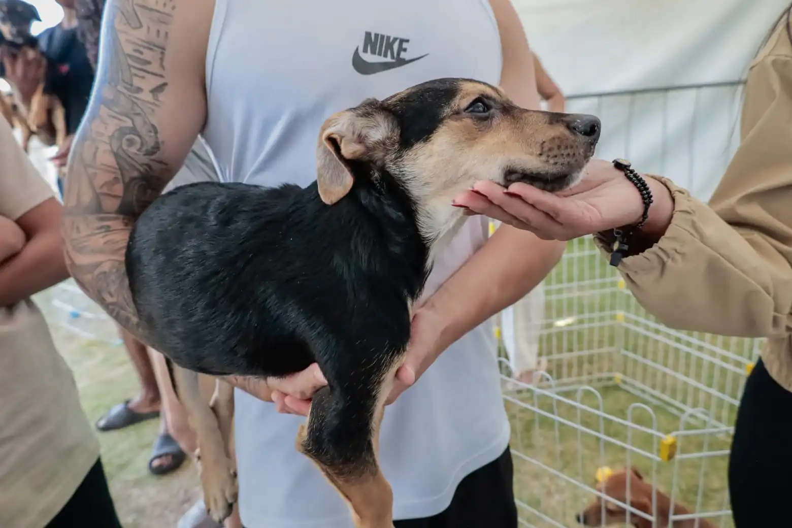 Evento de adoção em Suzano garante novos lares para 14 pets