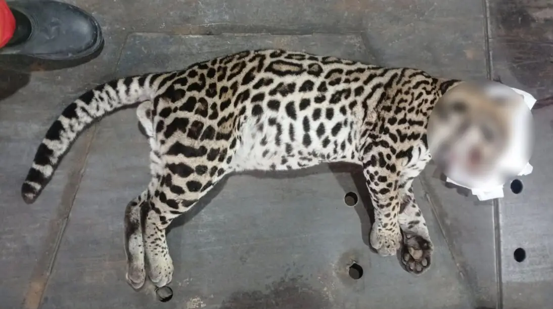 Jaguatirica morre atropelada na Rodovia Mogi-Bertioga nesta quarta-feira (29)