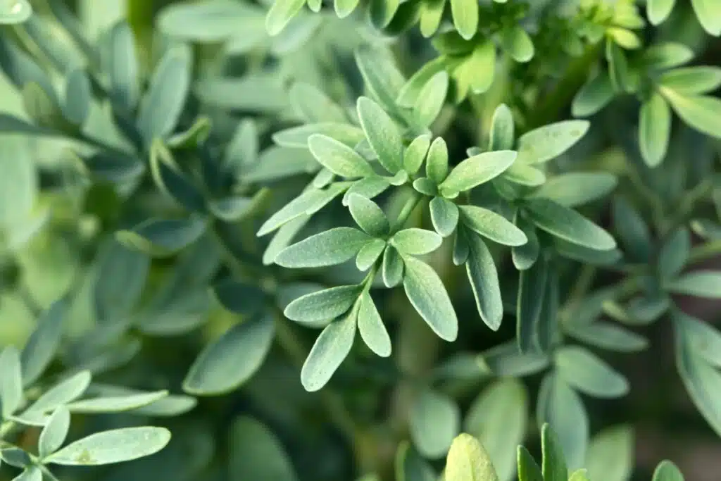 Arruda: 4 benefícios da planta para a espiritualidade