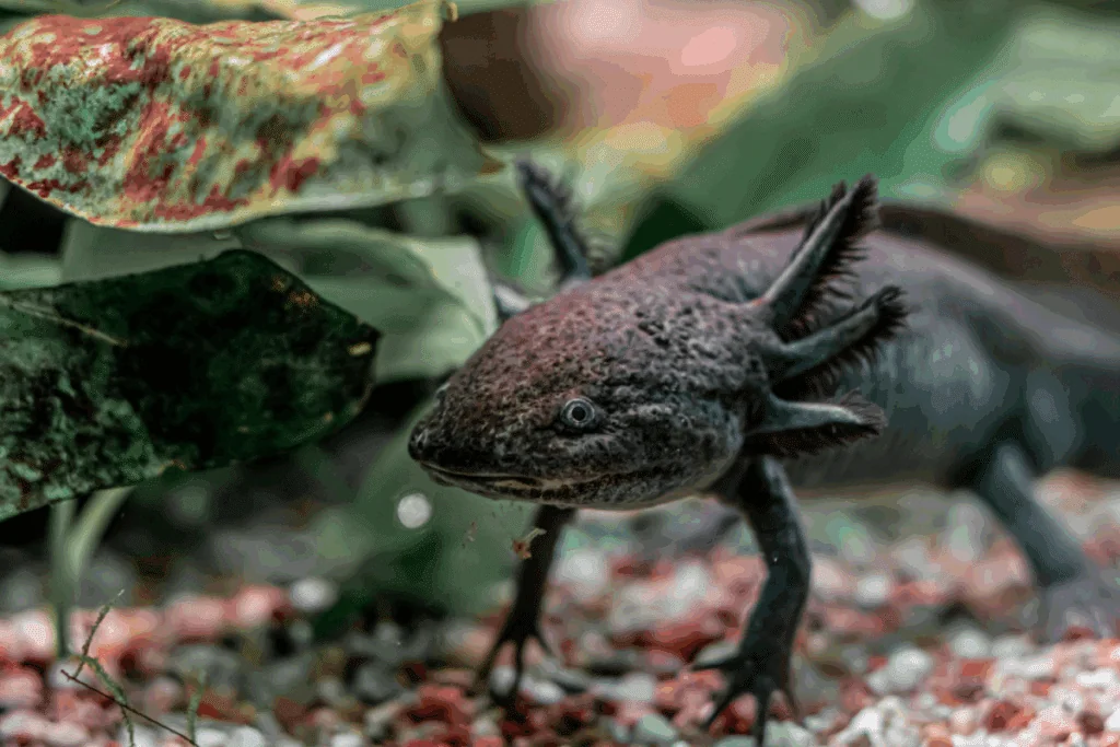 Axolote preto nadando dentro de aquário